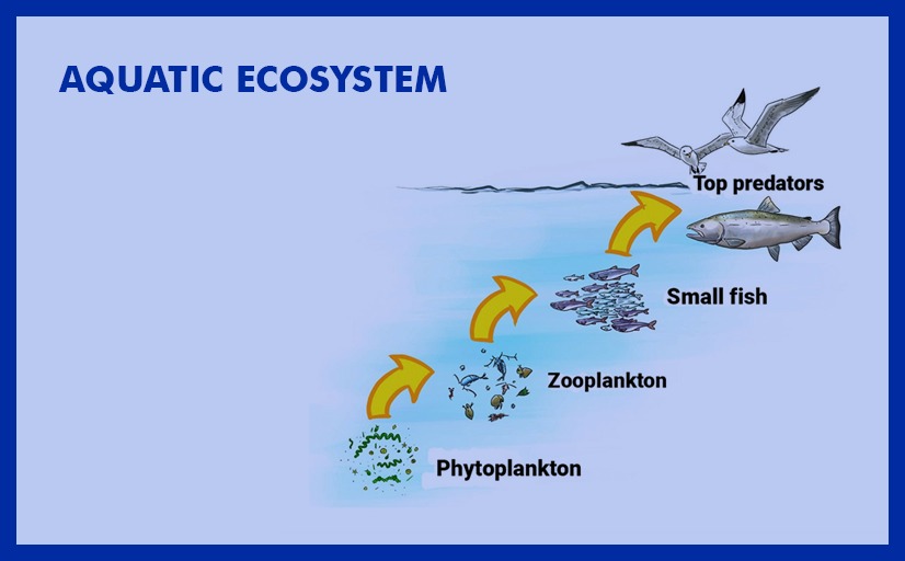 Aquatic Ecosystem